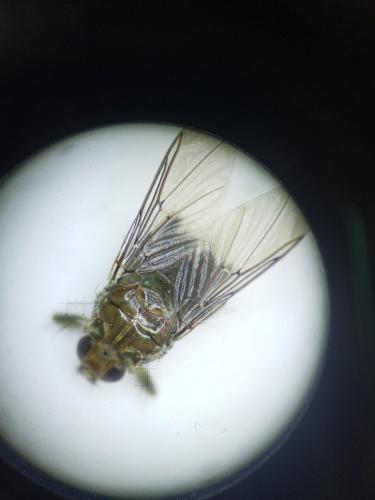 Ornithomya avicularia